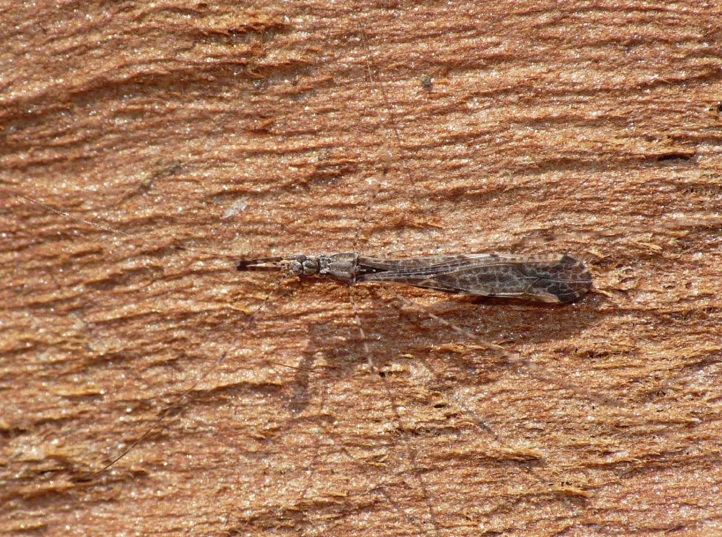 Reduviidae: Empicoris mediterraneus (cf) di Ostia (RM)